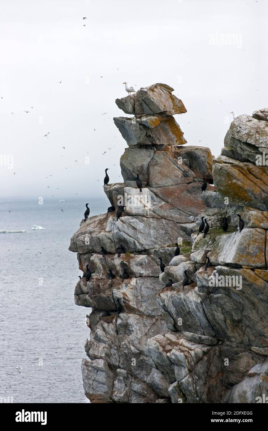 Cormorani e gabbiani su un palo di roccia, Isola di Kolyuchin, un tempo importante Stazione di Ricerca polare Russa, Mare di Bering, Estremo Oriente Russo Foto Stock