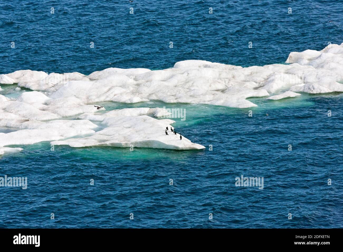 Cormorani sul ghiaccio galleggiante, mare di Bering, Estremo Oriente Russo Foto Stock