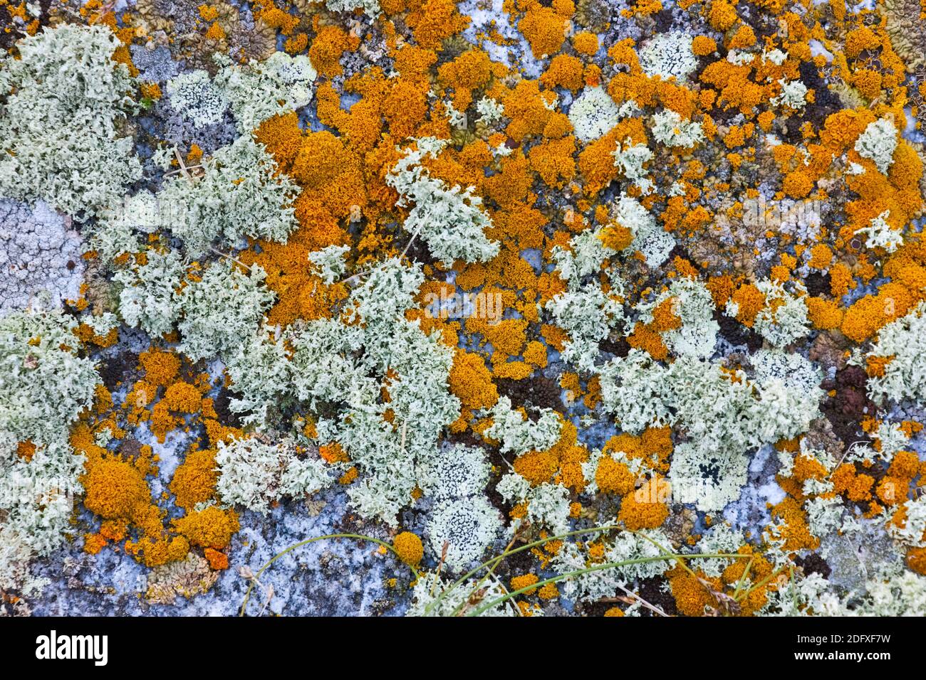 Lichen, Isola di Kolyuchin, Mare di Bering, Russo Estremo Oriente Foto Stock