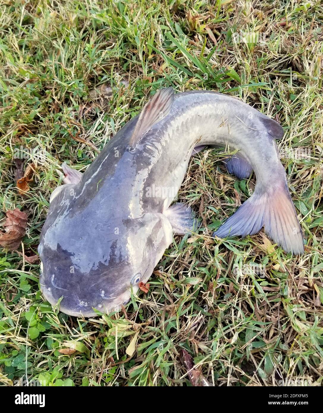 Primo piano di un grande canale catfish in cima del suolo Foto Stock