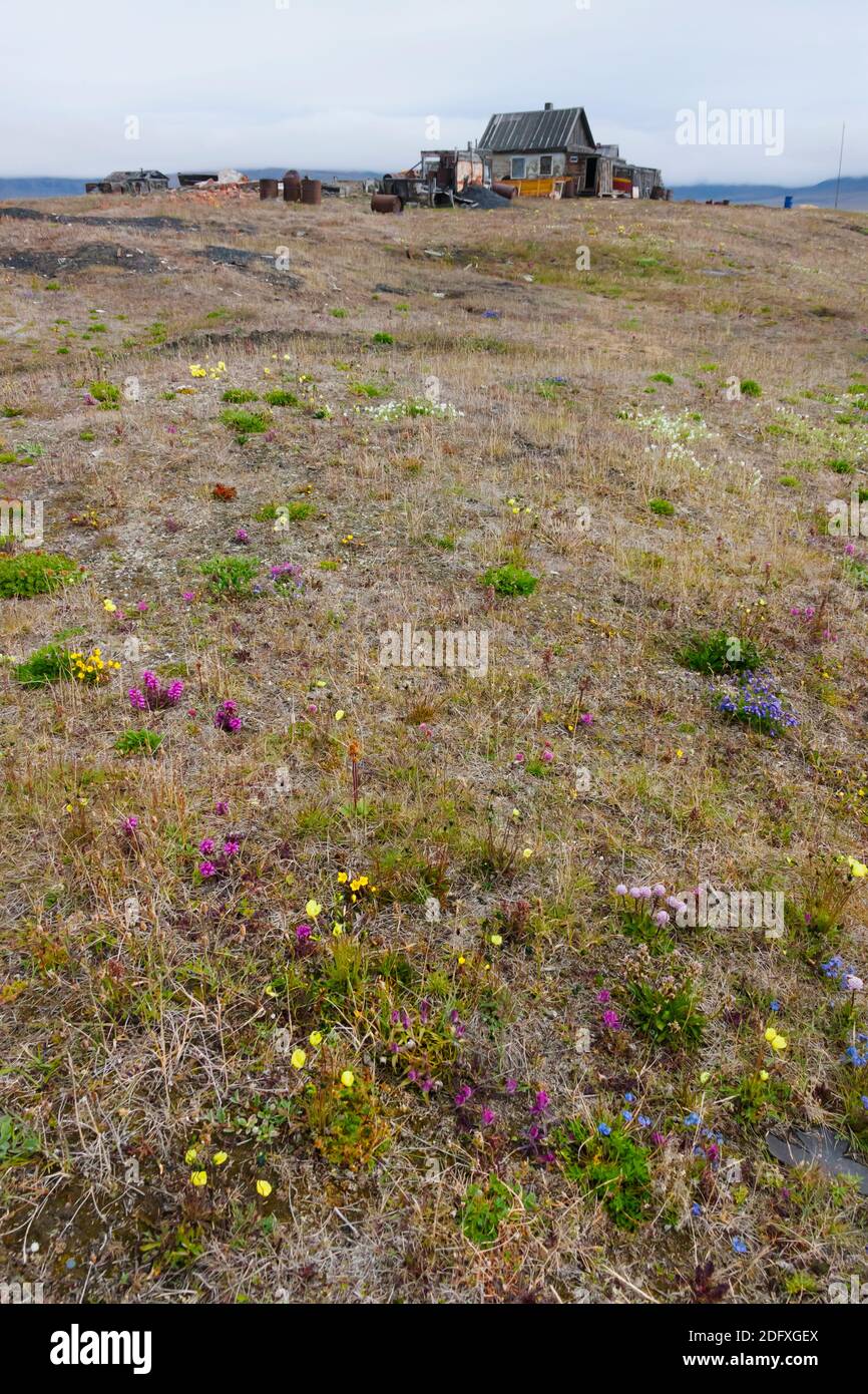 Stazione di Ranger su Wrangel isola nel mare Chukchi, Estremo Oriente Russo Foto Stock