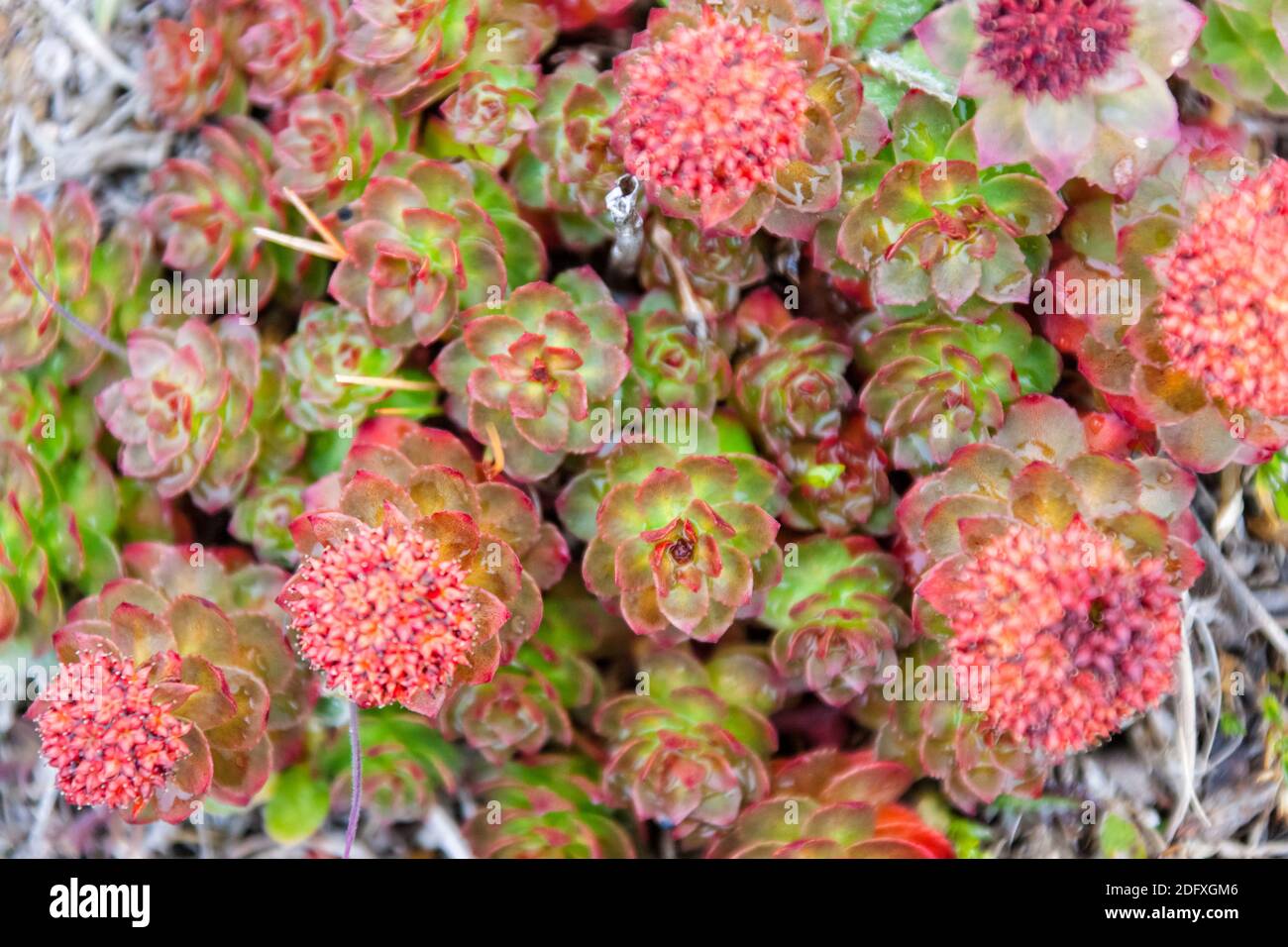 Cactus artico, Isola di Wrangel, Russo Estremo Oriente Foto Stock