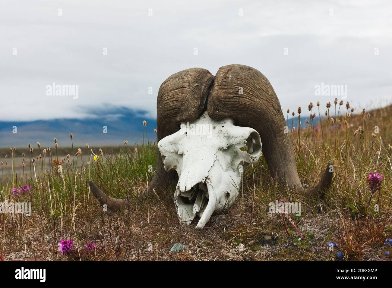 Muskox cranio, Wrangel Island, Russia Estremo Oriente Foto Stock