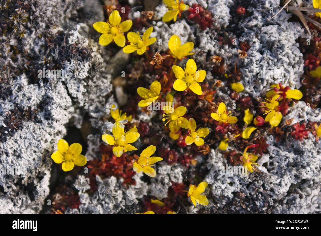 Buttercup artico (Ranunculus grayi), Isola di Wrangel, Russia Estremo Oriente Foto Stock