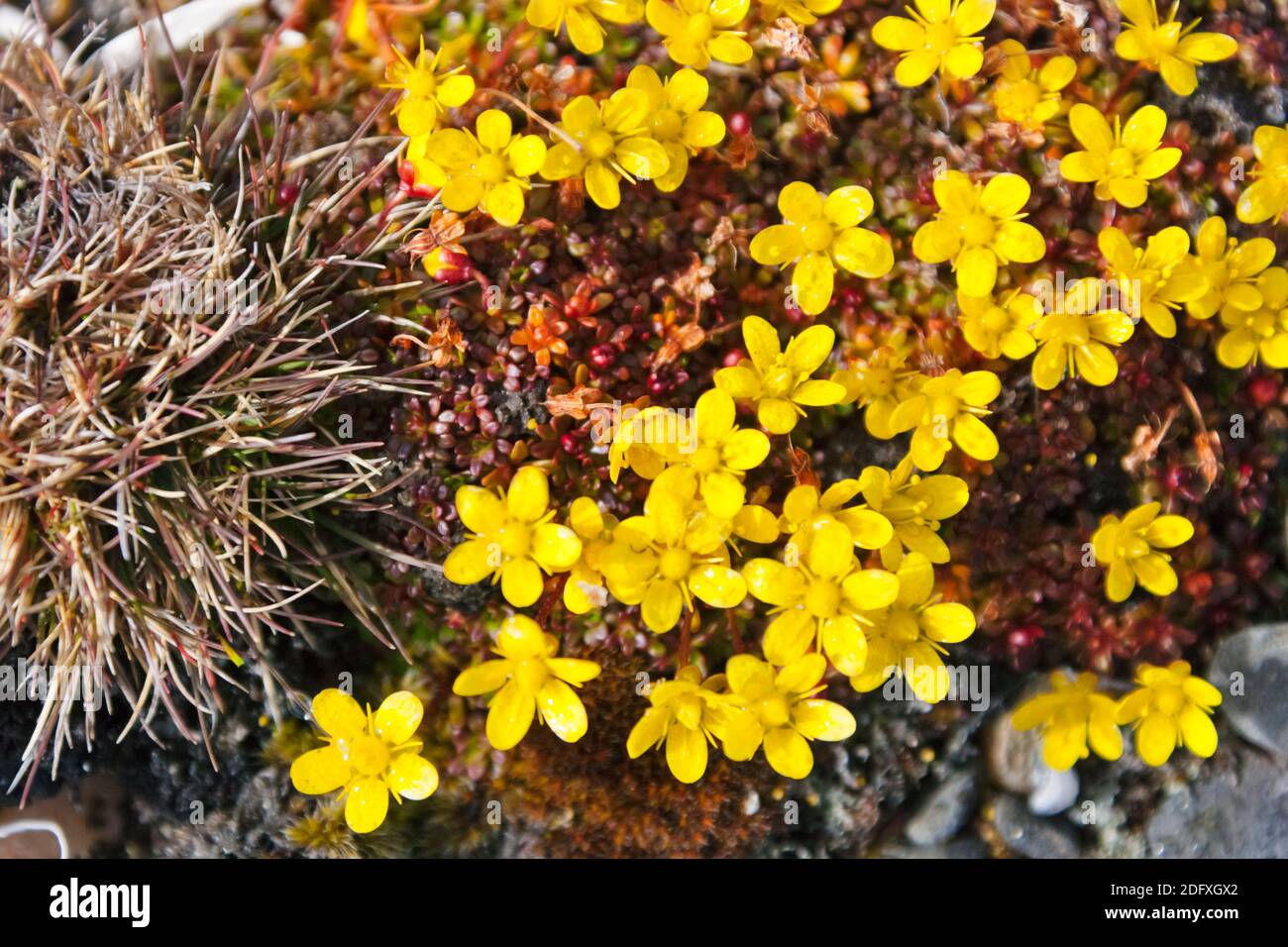 Ranuncolo artico (Ranunculus grayi), Cape Vankarem, Wrangel Island, Chukchi Sea, Russia Estremo Oriente Foto Stock