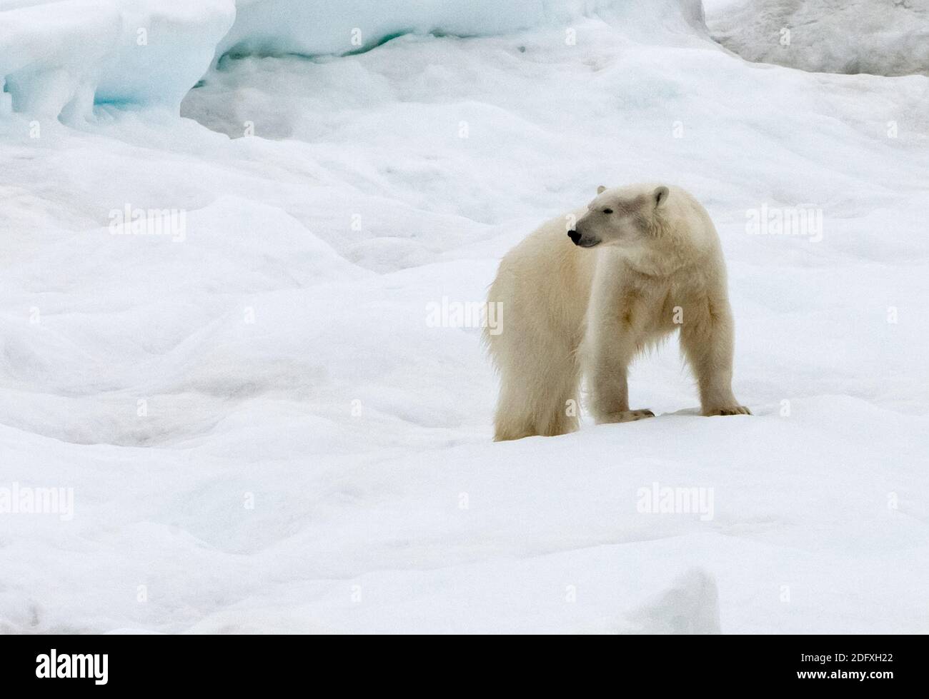 Orso polare su ghiaccio, mare di Bering, Russia Estremo Oriente Foto Stock