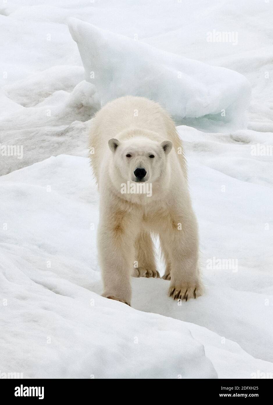 Orso polare su ghiaccio, mare di Bering, Russia Estremo Oriente Foto Stock