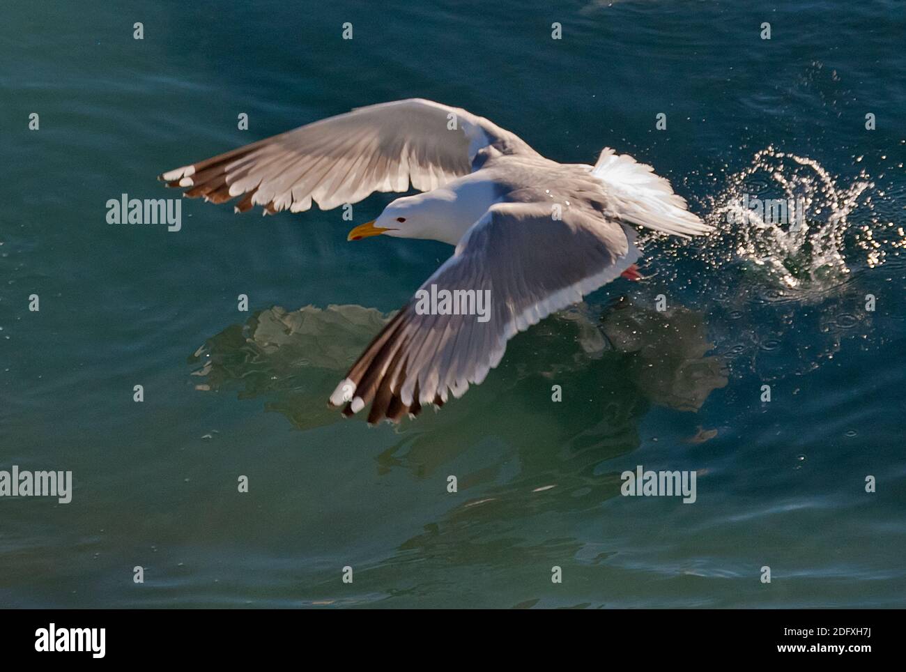 Seagull con ghiaccio galleggiante sul mare di Bering, Russia Estremo Oriente Foto Stock
