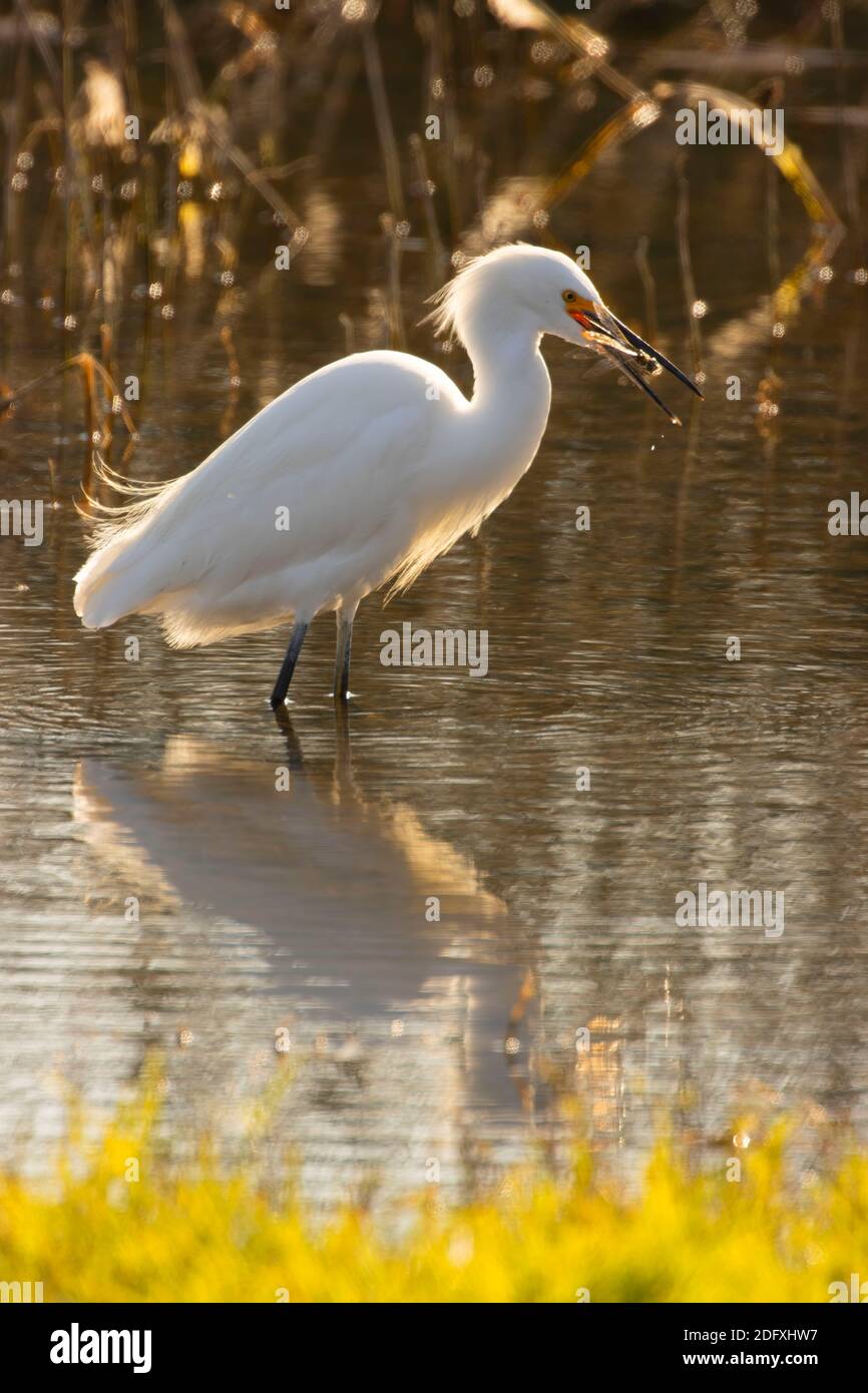 Garza innevata (Egretta thula) mangiare libellula, Merced National Wildlife Refuge, California Foto Stock
