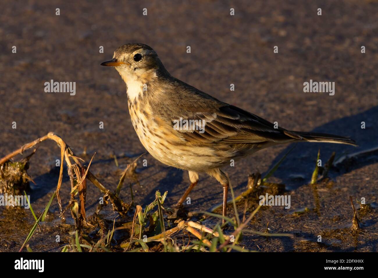 Swainson's Thrush (Catharus ustulatus), Merced National Wildlife Refuge, California Foto Stock