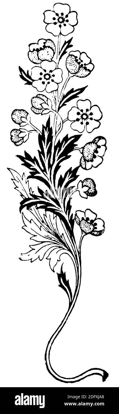 Bel ornamento floreale verticale. Illustrazione del 19 ° secolo. Germania. Sfondo bianco. Foto Stock