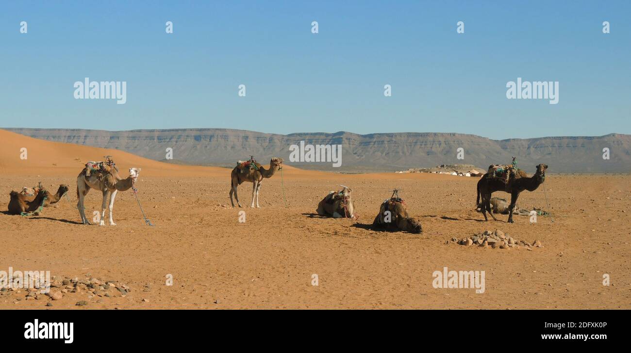 Cammelli nel mezzo del deserto del Sahara, una giornata di sole con cielo blu Foto Stock