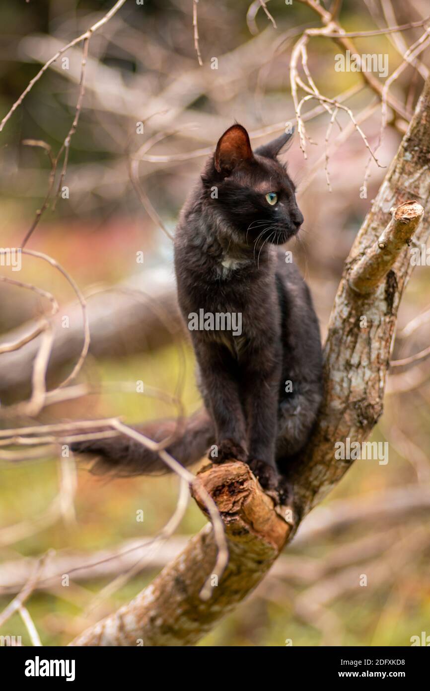 Sedendosi su un ramo e fissando al lato come il gatto pone, gli occhi si concentrano e le orecchie sul gatto pieno allarme dell'ambiente circostante. Foto Stock