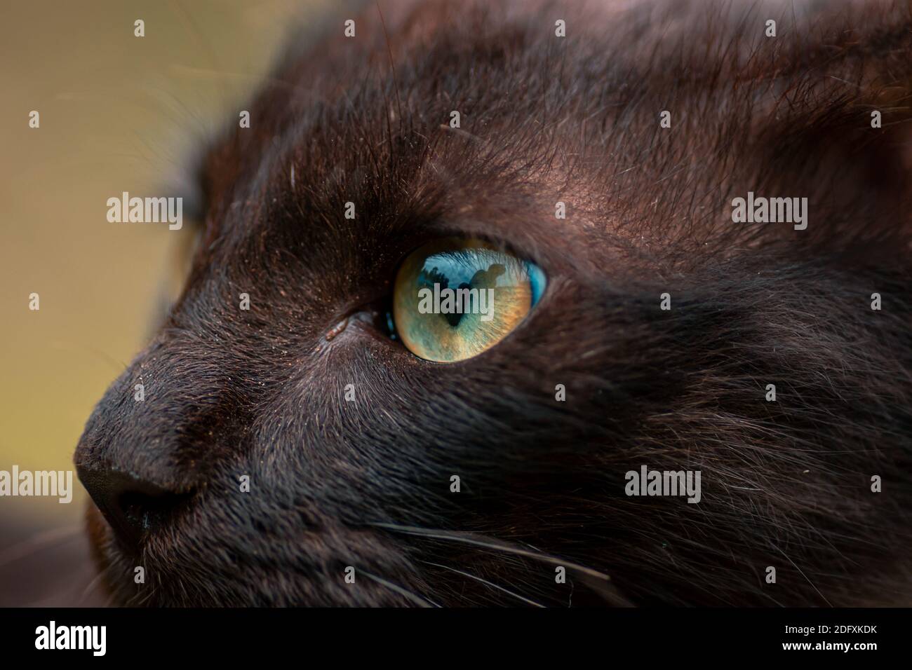 Gatti occhio macro primo piano, gorgeous giovane gattino in posa per una foto. Foto Stock