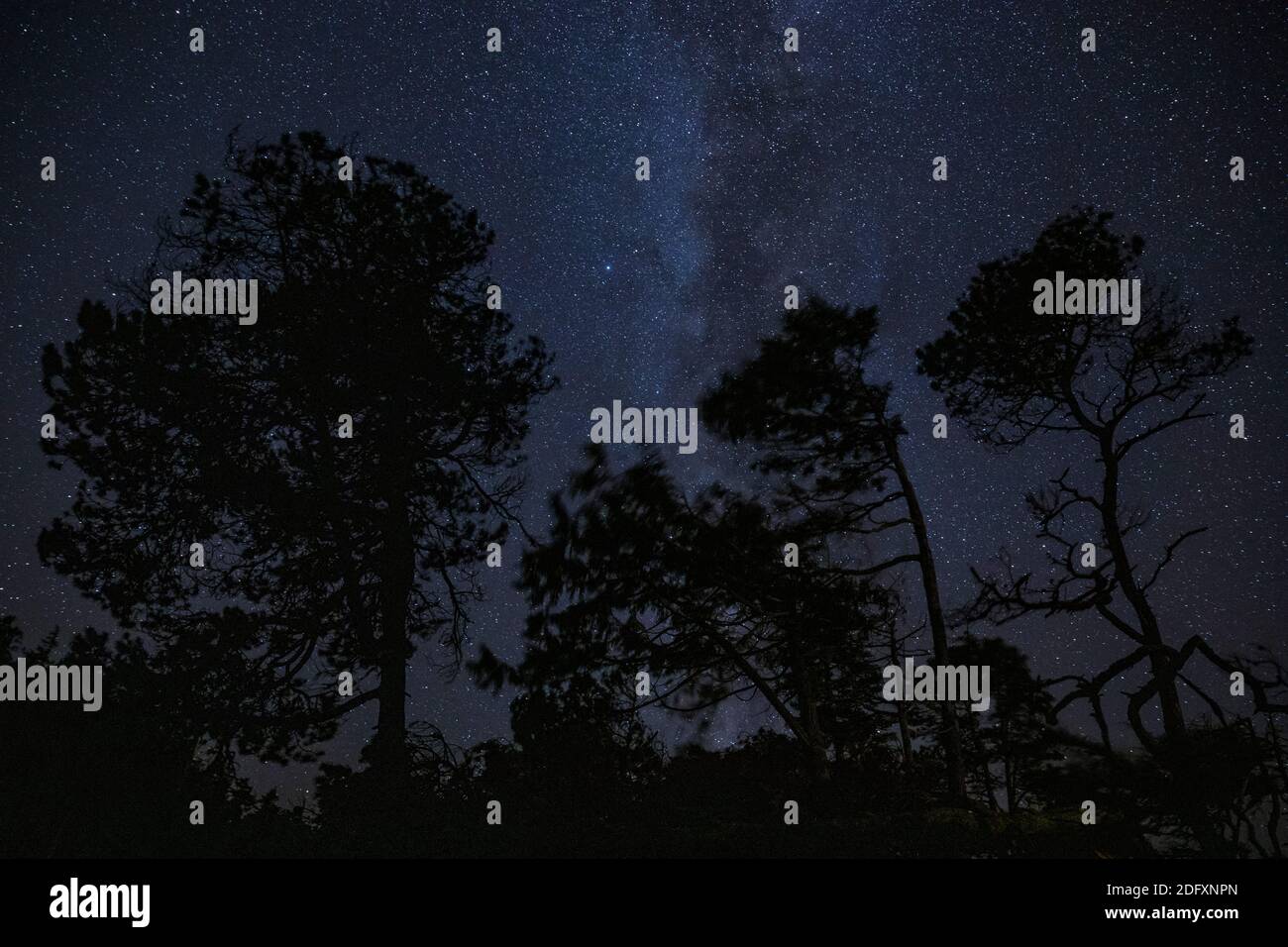 Alberi e il cielo stellato notturno visto da Tonquin Beach nel mese di settembre, Vancouver Island vicino a Tofino, BC, Canada. Foto Stock