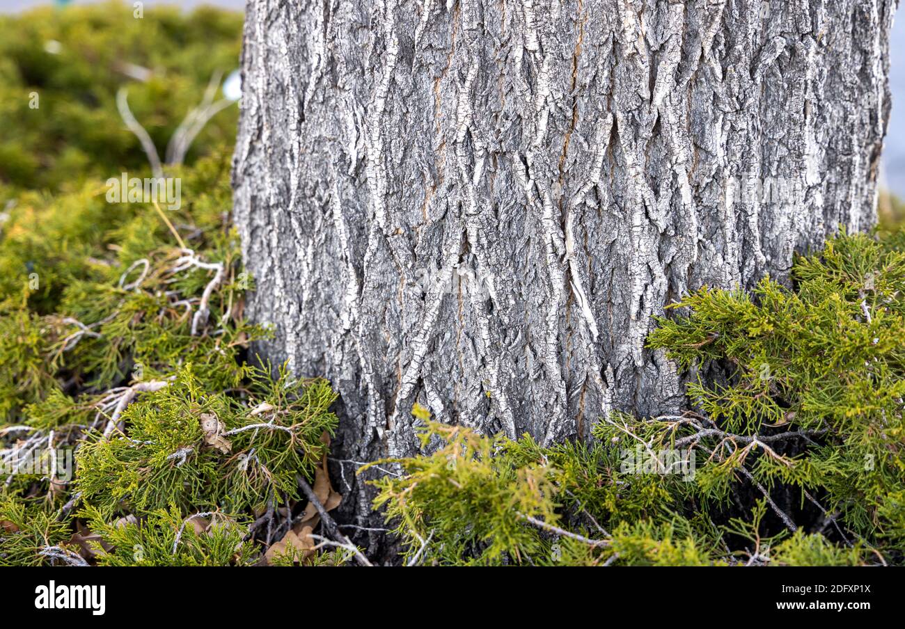 Closeup di un tronco di albero che cresce da cedrone di cipresso thicket durante un inverno Foto Stock