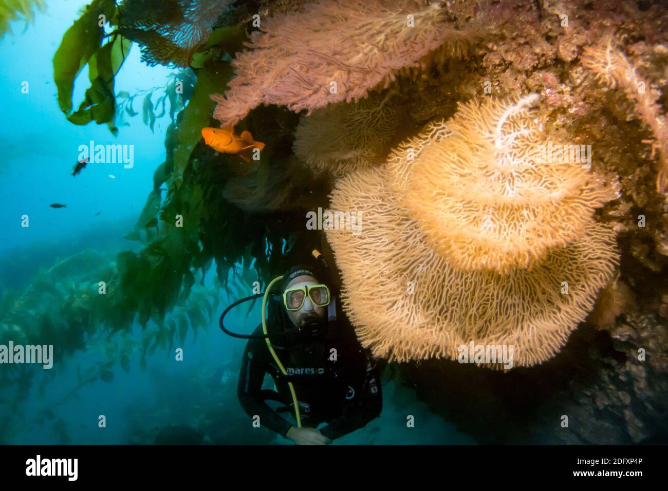 Gorgonia, amanti del mare, durante le immersioni SULL'isola di Catalina, California Foto Stock