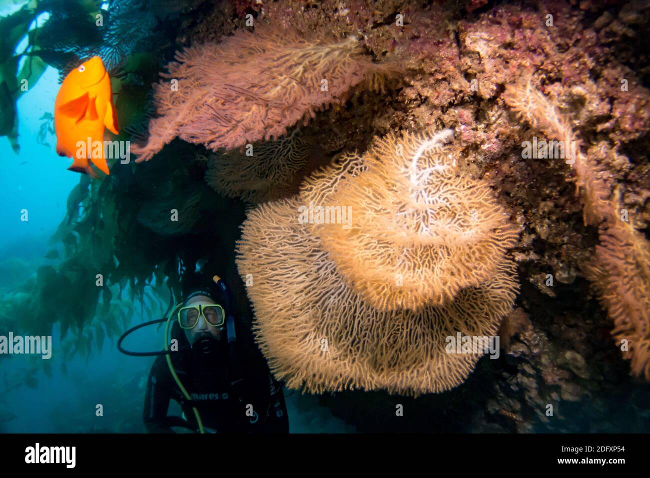 Gorgonia, amanti del mare, durante le immersioni SULL'isola di Catalina, California Foto Stock