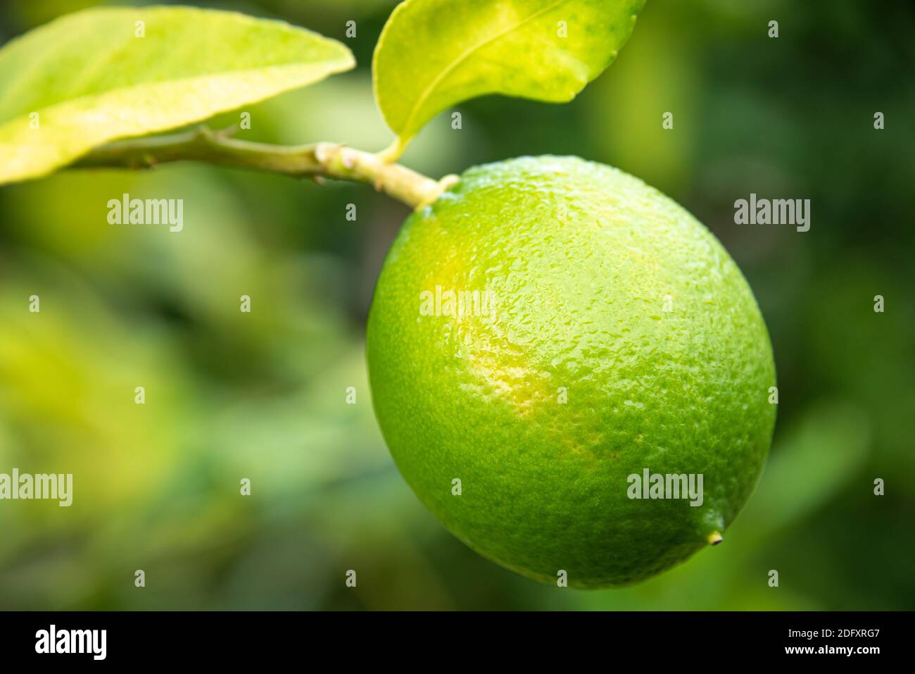 Lime persiana matura della Florida. Foto Stock