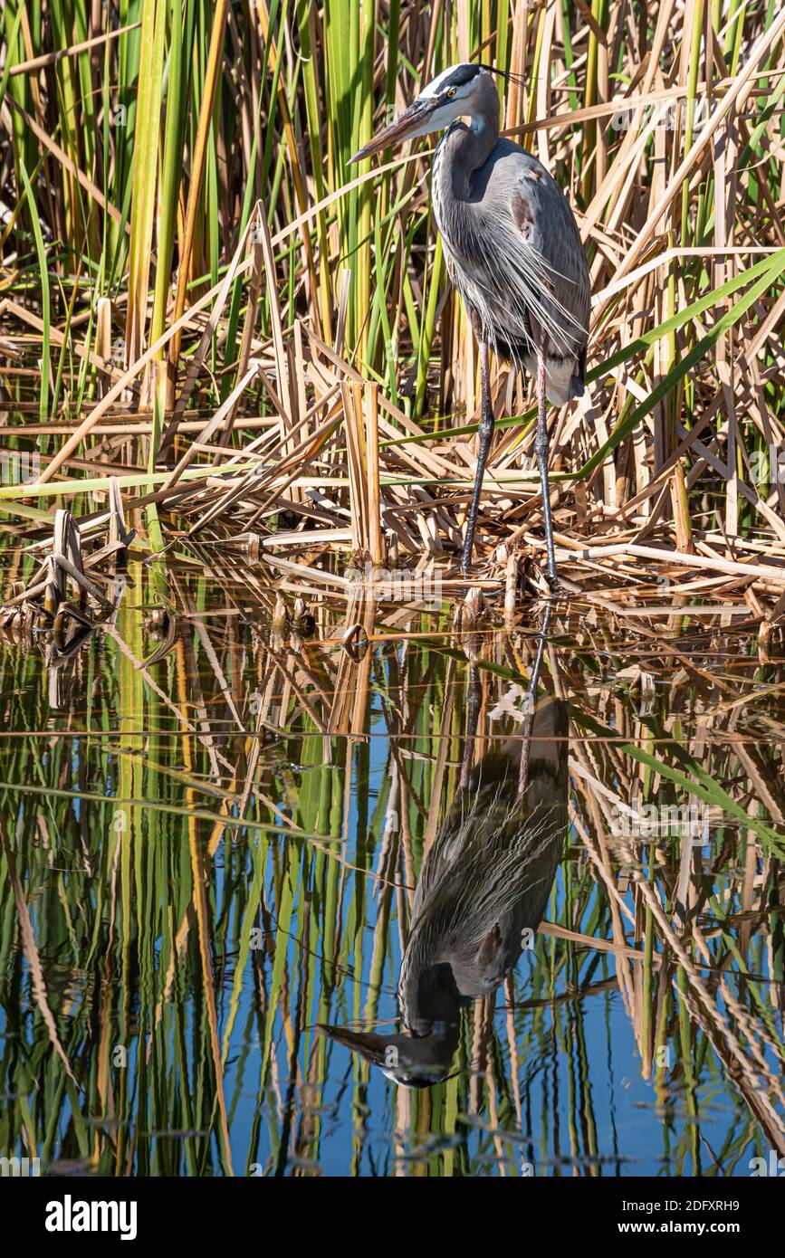 Blue Heron (Ardea herodias) al Lago Apopka nel Giardino d'Inverno, Florida. (STATI UNITI) Foto Stock