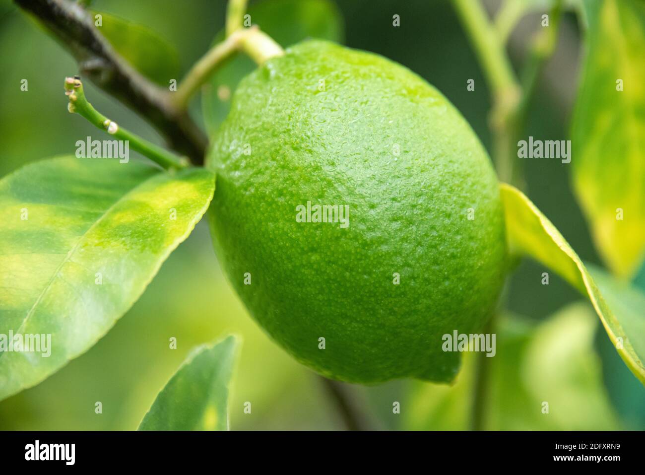 Lime persiana matura. Foto Stock