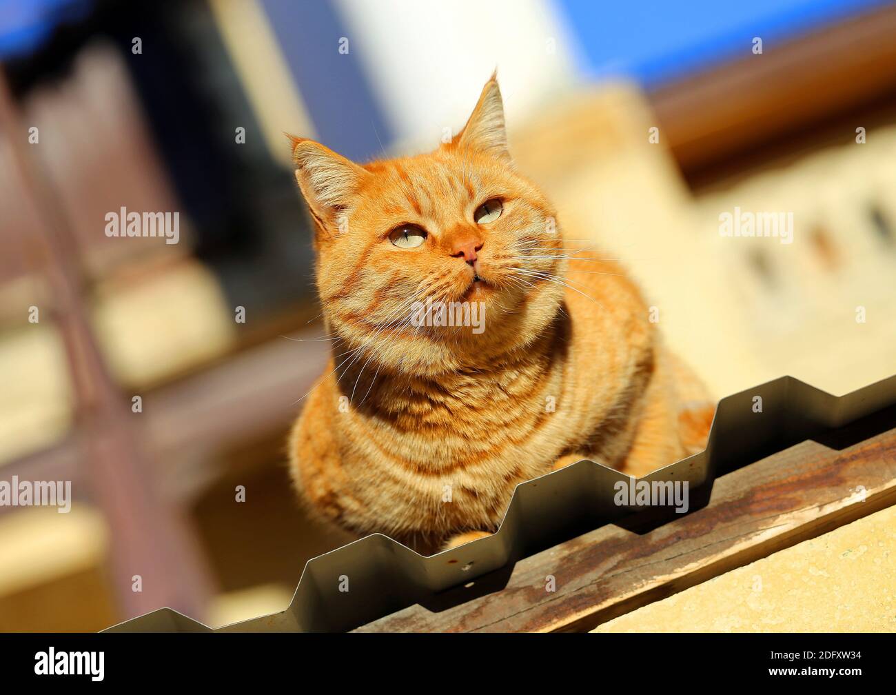 Ritratto fotografico di un gatto rosso sdraiato al sole Foto Stock