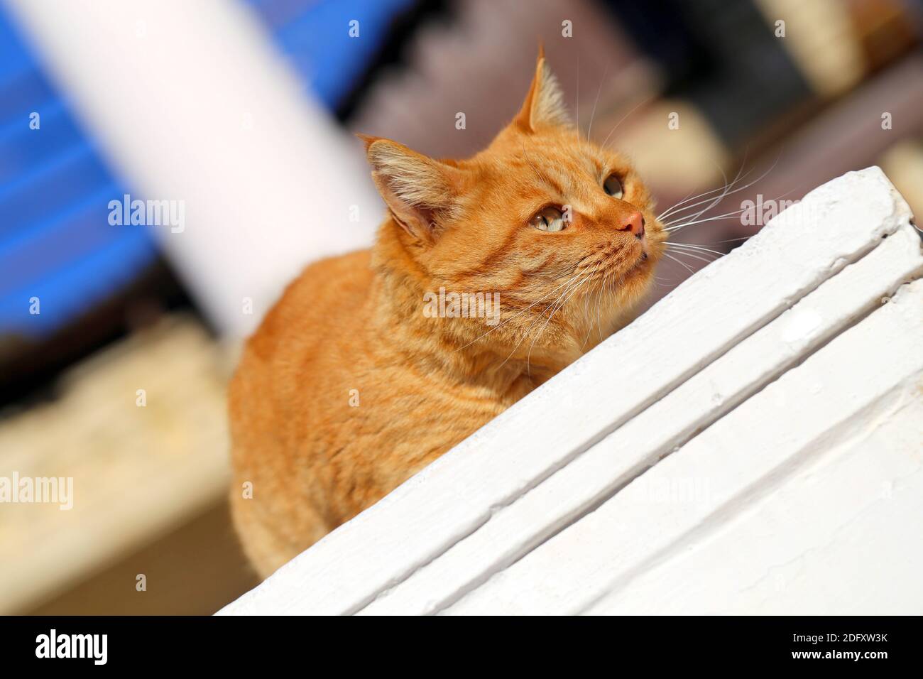 Ritratto fotografico di un gatto rosso sdraiato al sole Foto Stock