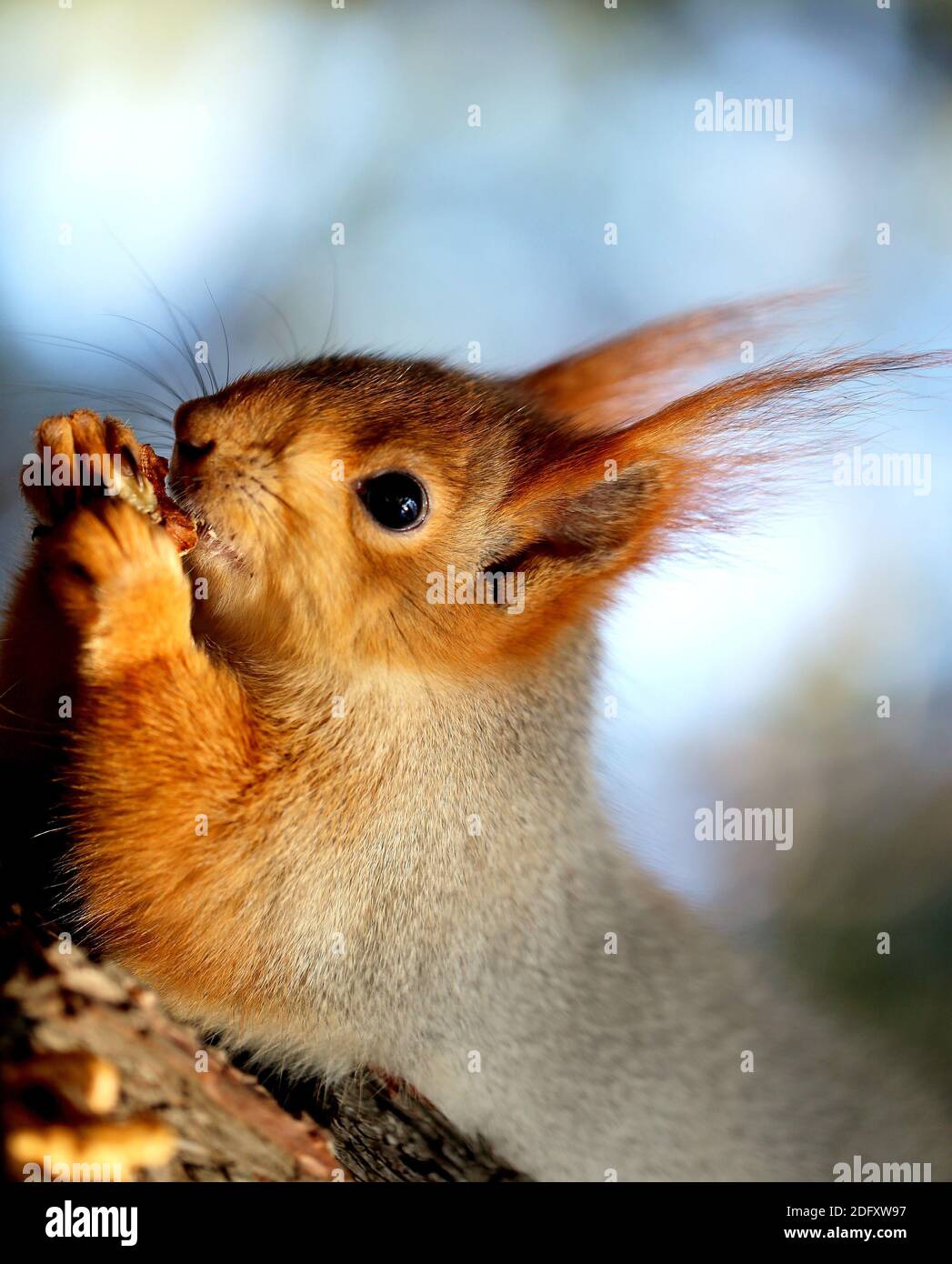 Ritratto fotografico di un grande scoiattolo dai capelli rossi che mangia un dado su un albero di pino Foto Stock