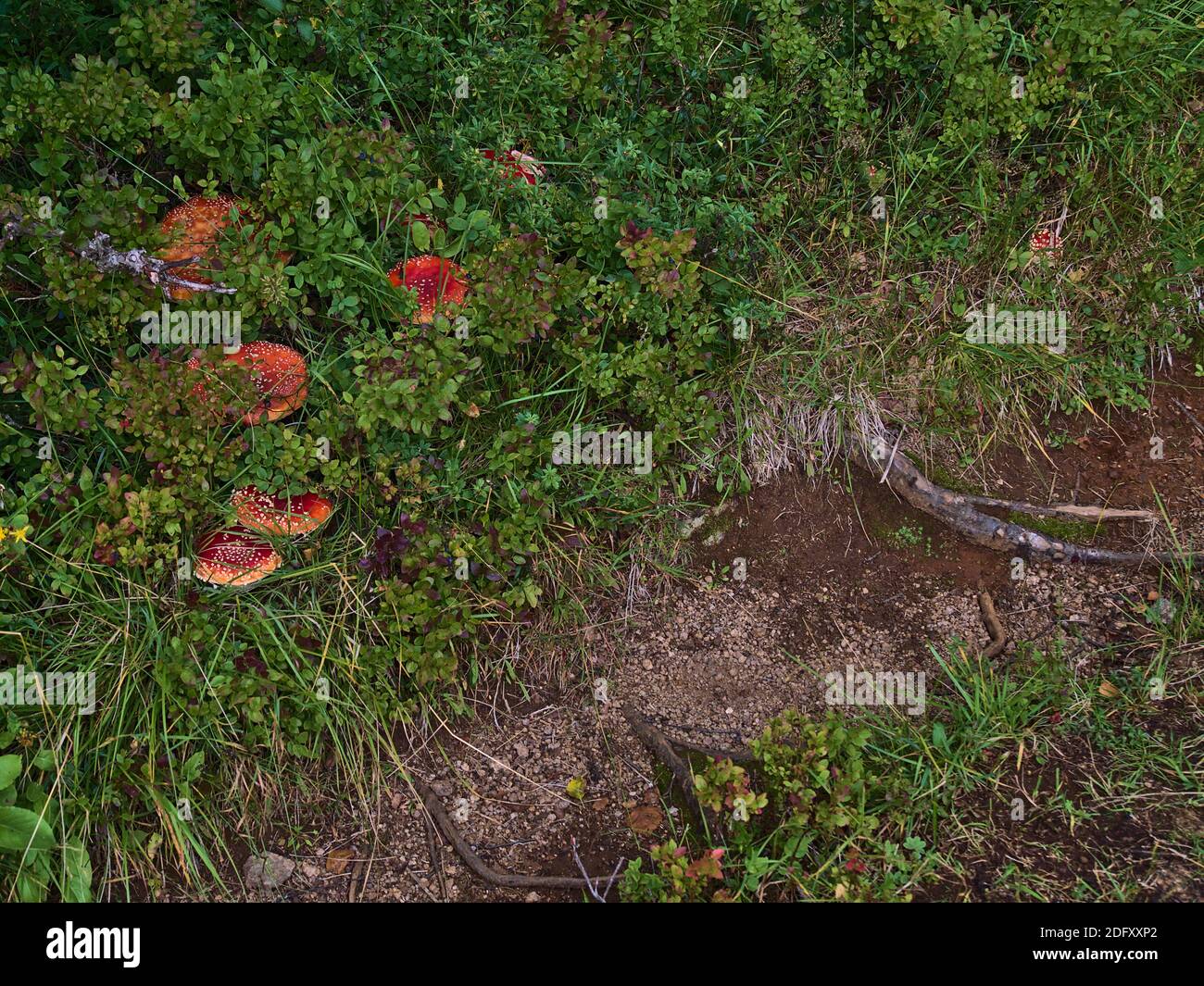 Mazzo di funghi velenosi (amanita muscaria) di colore rosso e puntini bianchi tra i cespugli oltre al percorso escursionistico nella foresta vicino a Digermulen. Foto Stock