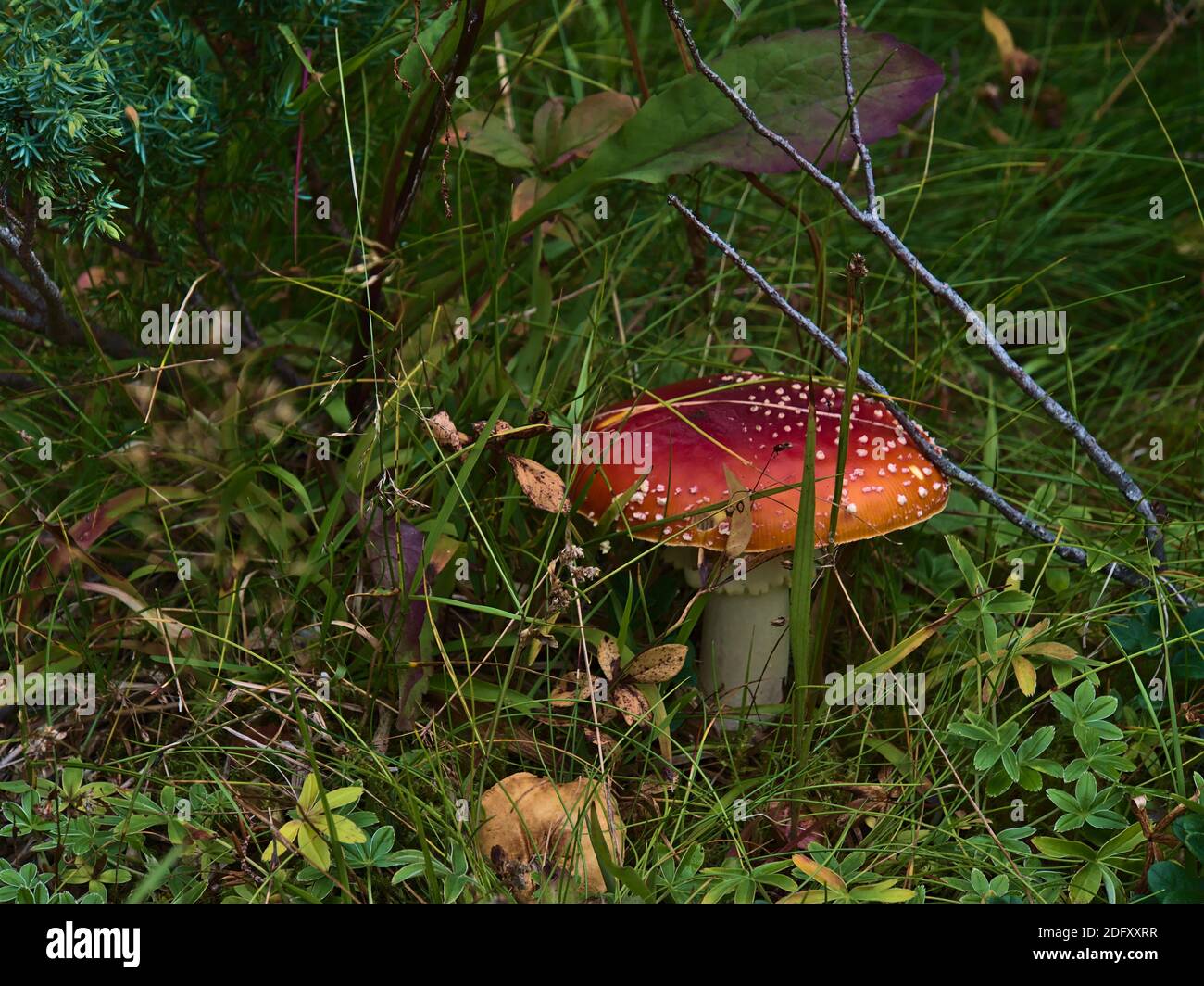Vista in primo piano del fungo agarico a mosca singola (amanita muscaria) con colore rosso e punti bianchi tra l'erba nella foresta vicino a Digermulen, Hinnøya, Norvegia. Foto Stock