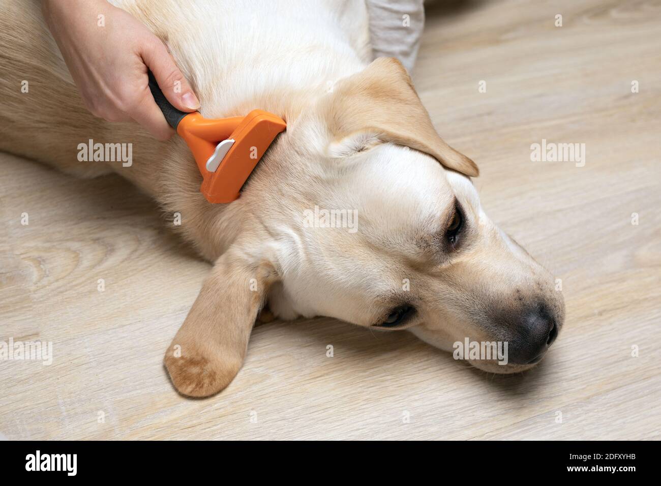 Donna proprietario mani con furminatore cura per Labrador Retriever cane Foto Stock