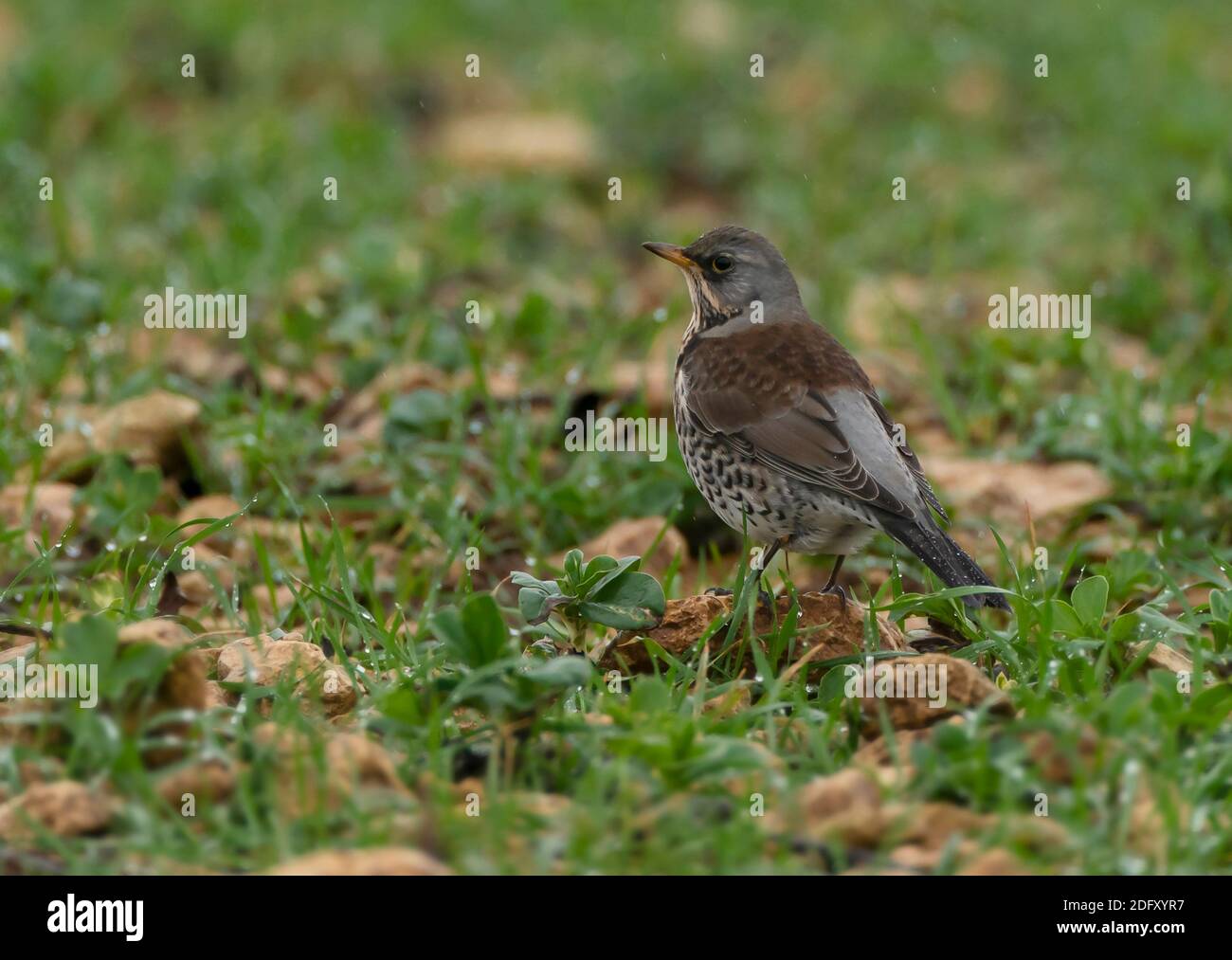 A Fieldfare (Turdus pilaris) alla ricerca di vermi, Cotswolds Foto Stock