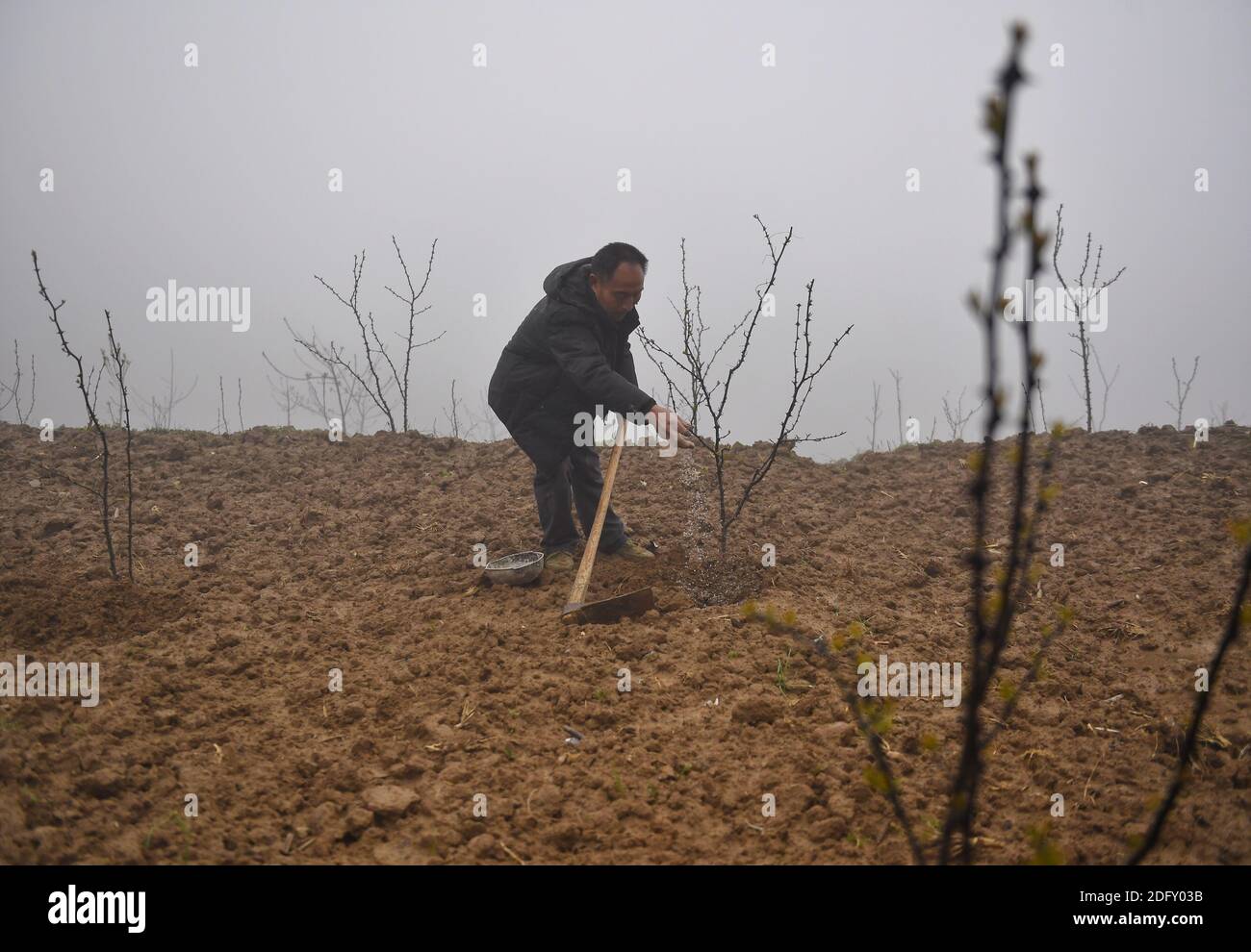 (201205) -- CHENGDU, 5 dicembre 2020 (Xinhua) -- li Guozhi coltiva il pepe di rattan nel villaggio di Xiaoluoma di Nuoshuihe Township, Contea di Tongjiang, provincia sudoccidentale della Cina di Sichuan, 2 aprile 2020. Xiaoluoma è un villaggio nascosto nelle zone montane di Qinling-Daba della provincia di Sichuan, nella Cina sud-occidentale. Per anni, gli abitanti del villaggio qui vivevano in povertà. Nel 2015, il governo centrale cinese ha lanciato una campagna di "soccorso alla povertà di precisione" che si è rivolta a villaggi come Xiaoluoma. Da allora un insieme di politiche, tra cui piccoli prestiti, trasferimenti e programmi di incentivi hanno iniziato a beneficiare i villaggi Foto Stock