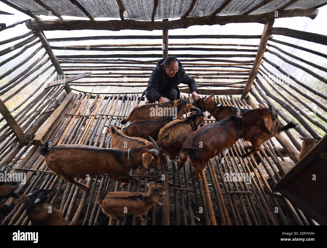 (201205) -- CHENGDU, 5 dicembre 2020 (Xinhua) -- li Guozhi alimenta le capre nel villaggio di Xiaoluoma della città di Nuoshuihe, contea di Tongjiang, provincia sudoccidentale della Cina di Sichuan, 2 aprile 2020. Xiaoluoma è un villaggio nascosto nelle zone montane di Qinling-Daba della provincia di Sichuan, nella Cina sud-occidentale. Per anni, gli abitanti del villaggio qui vivevano in povertà. Nel 2015, il governo centrale cinese ha lanciato una campagna di "soccorso alla povertà di precisione" che si è rivolta a villaggi come Xiaoluoma. Da allora un insieme di politiche, tra cui piccoli prestiti, trasferimenti e programmi di incentivi hanno cominciato a beneficiare ufficialmente i villaggi Foto Stock