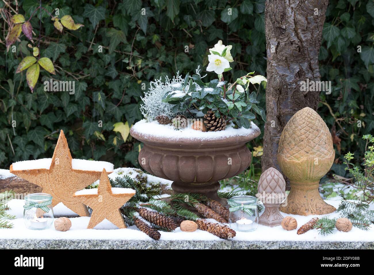 decorazione giardino invernale con helleborus niger in vaso vegetale e. stelle in legno Foto Stock