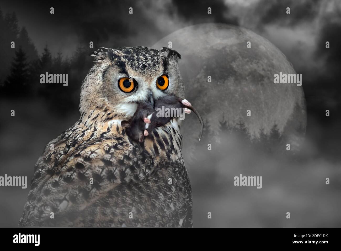 Chiudere gufo mangiare mouse al chiaro di luna nella foresta spooky Foto Stock
