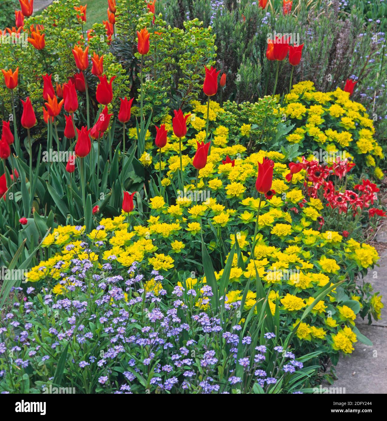 Dettaglio del bordo colorato con tulipani e Euphorbia polychroma a Great Dixter Foto Stock