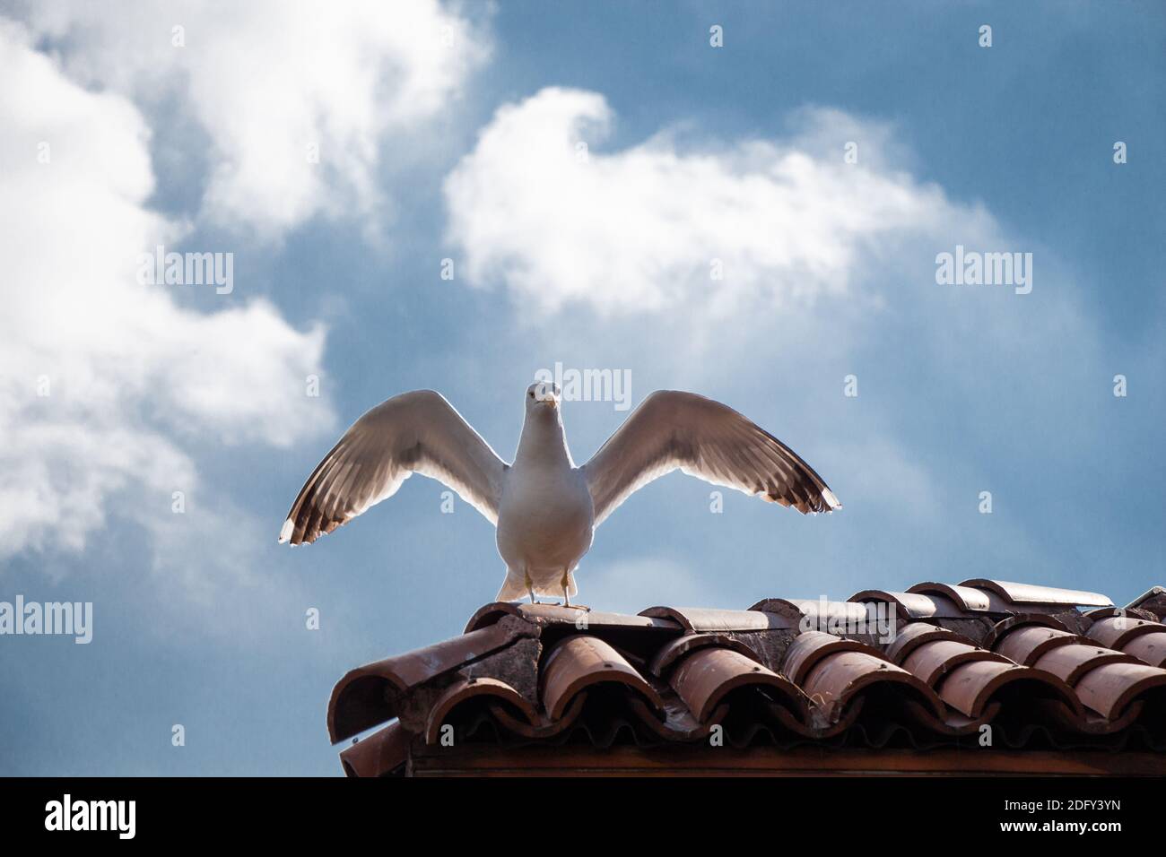 Seagull che si erge su un tetto piastrellato di un edificio Foto Stock