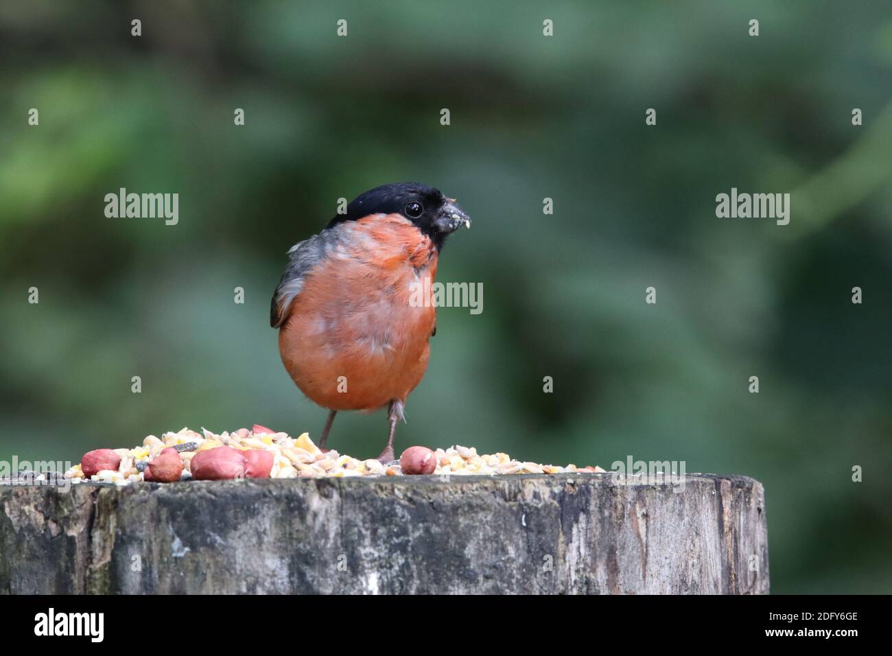 Bullfinch maschio su un ceppo di alimentazione in un ambiente di bosco Foto Stock