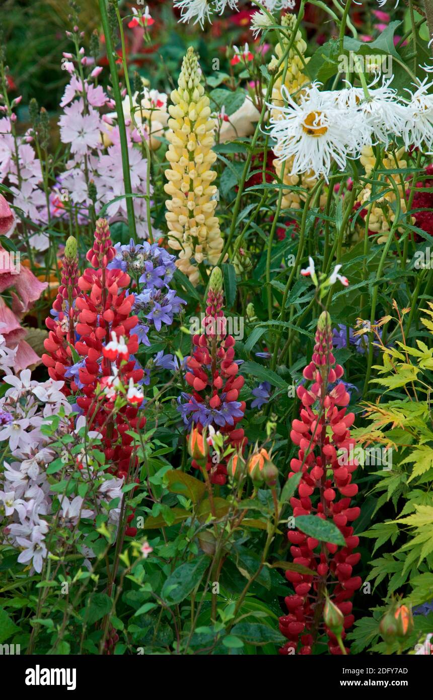 Un bordo di fiori esotici con una vasta gamma di colori fiori e piante che fanno combinazioni di piante interessanti Foto Stock