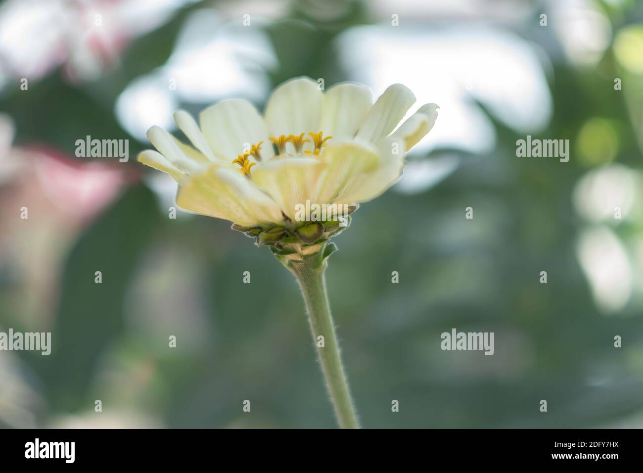 Yellow Gardenia Immagini e Fotos Stock - Alamy