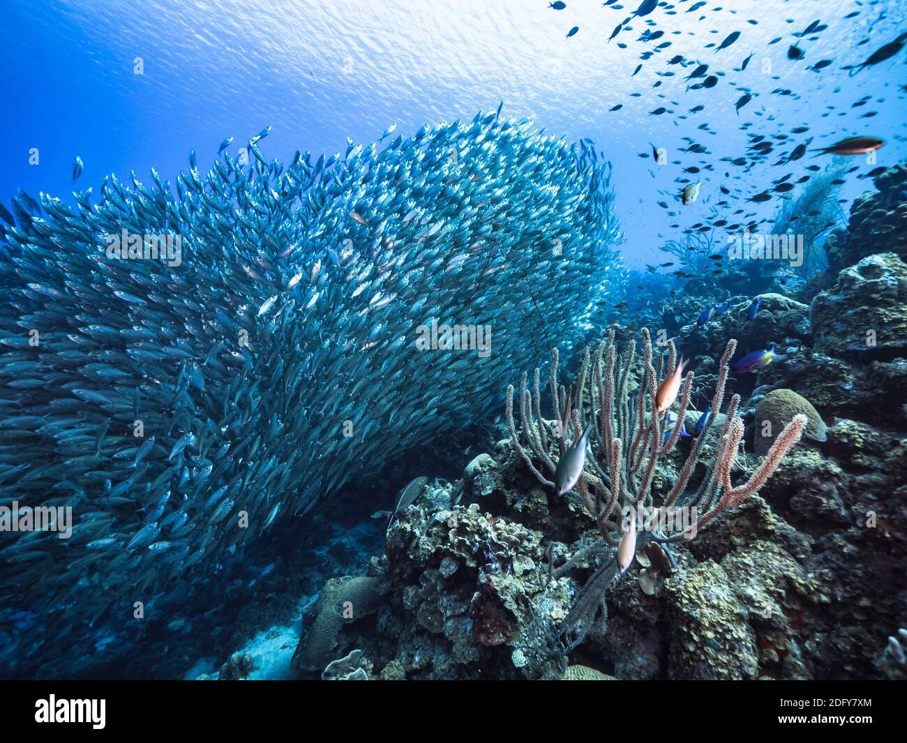 Palla esca, scuola di pesce in acque turchesi della barriera corallina nel Mar dei Caraibi, Curacao con corallo e spugna Foto Stock