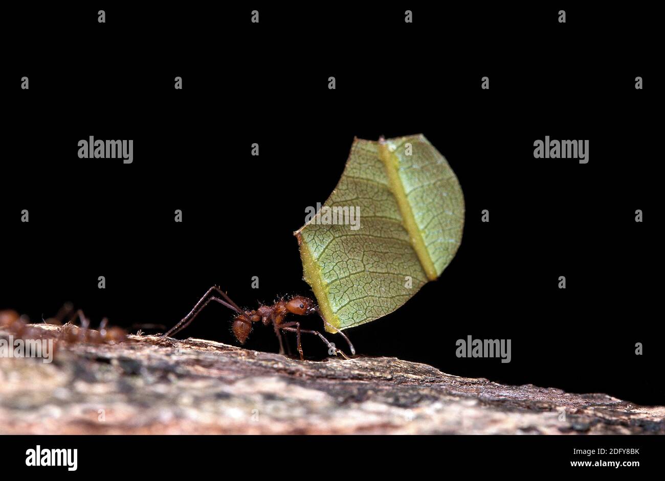 Fresa a foglia Ant, atta sp, adulto che porta battente a formicaio, Costa Rica Foto Stock