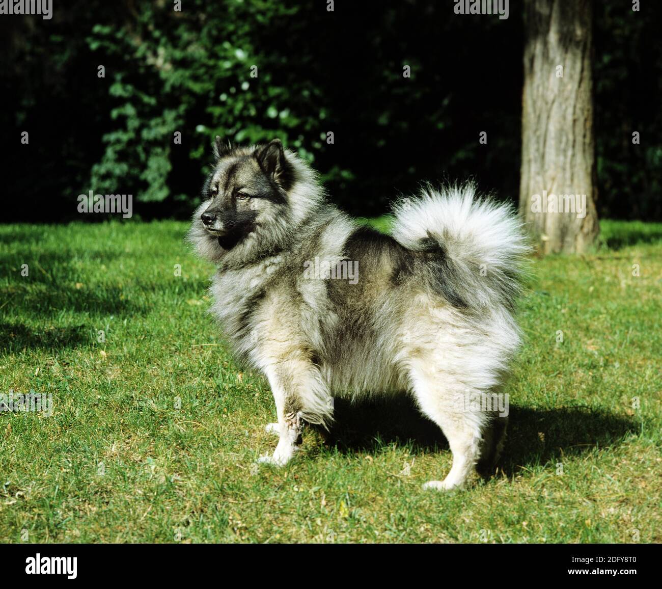 Wolf Spitz, cane che rimane sul prato Foto Stock