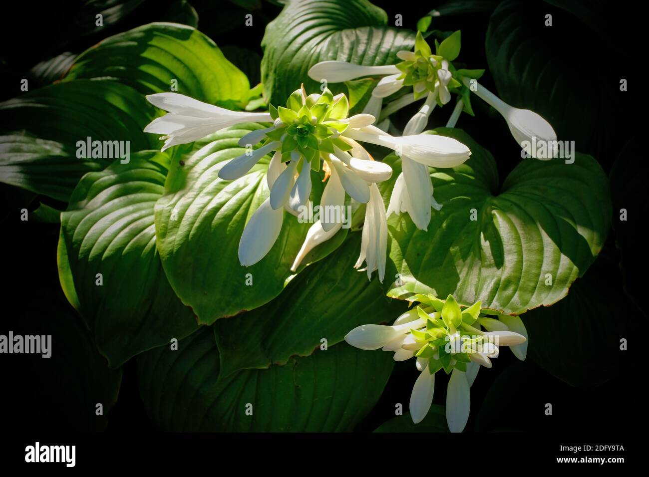Hosta Fiore. Cina Foto Stock