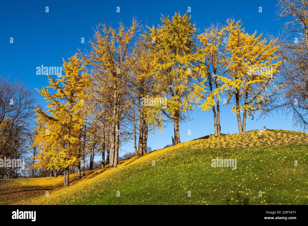 Foglie autunnali di ginkgo biloba con frutta in un giardino pubblico a Monaco, Baviera, Germania Foto Stock