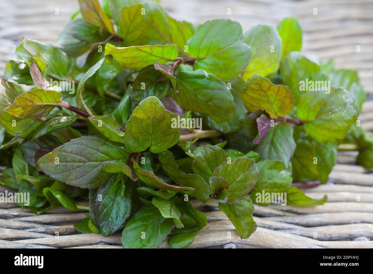 Wasserminze-Ernte, Ernte, Kräuterernte, Wasserminze, Wasser-Minze, Minze, Mentha aquatica, Horsemint, Water Mint, Menthe Aquatique Foto Stock