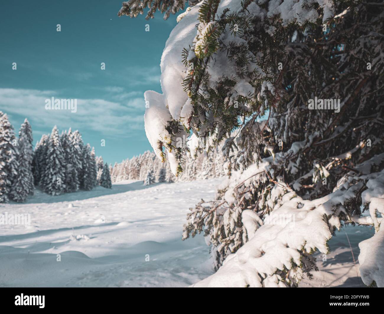 Primo piano di un ramo di pineta carico di neve contro uno splendido paesaggio invernale di campi innevati e pini. Foto Stock
