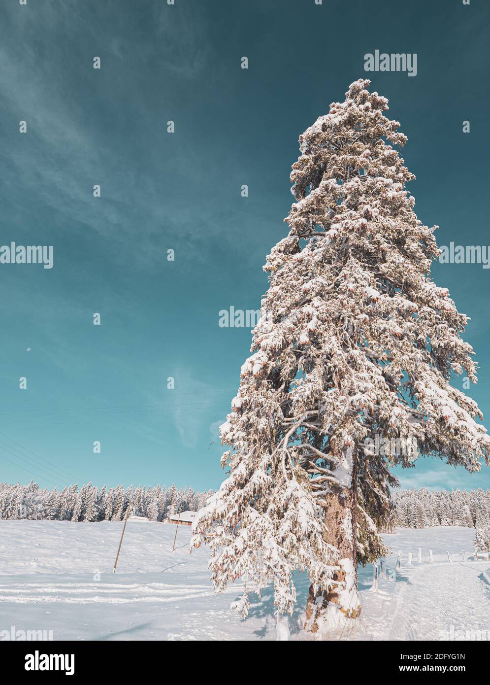 Un pino si erge coperto di neve fresca in un campo nevoso con una foresta innevata sullo sfondo. Cielo blu freddo giorno. Foto Stock