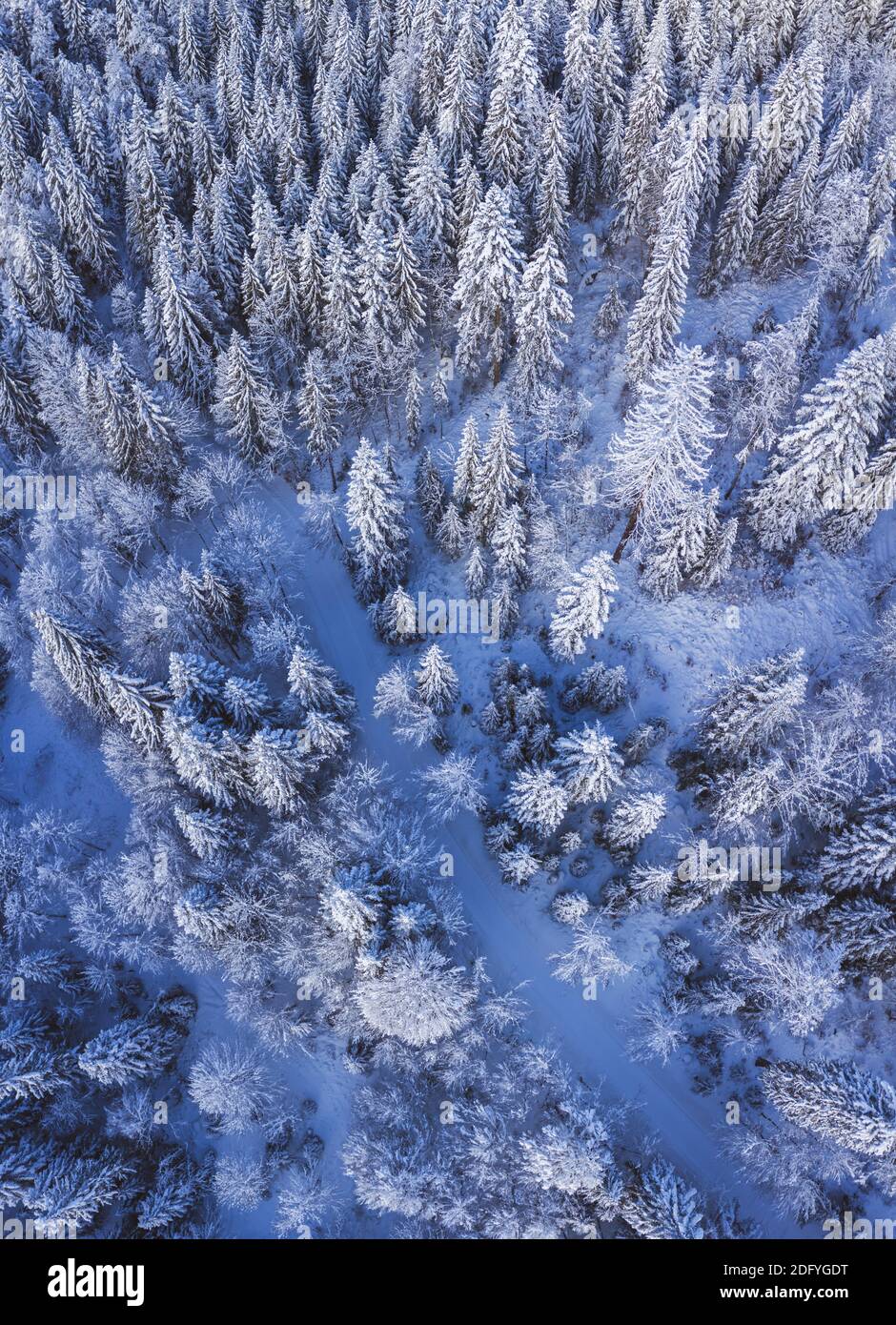 Sunrise drone in alto colpo di una foresta innevata e pini carichi di neve in prima mattina in inverno profondo in Svizzera. Foto Stock